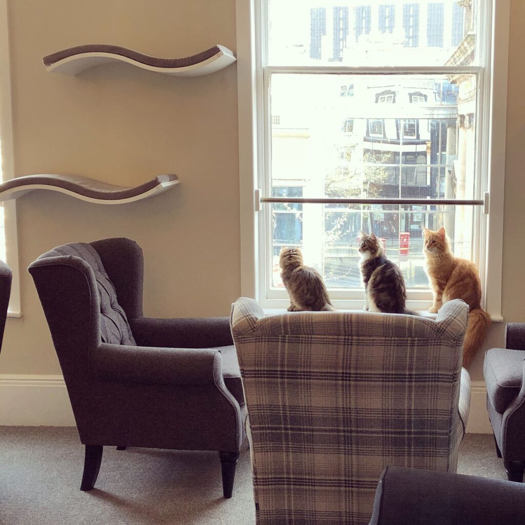 Discover Purr-fect Company at Cat Cafe Liverpool