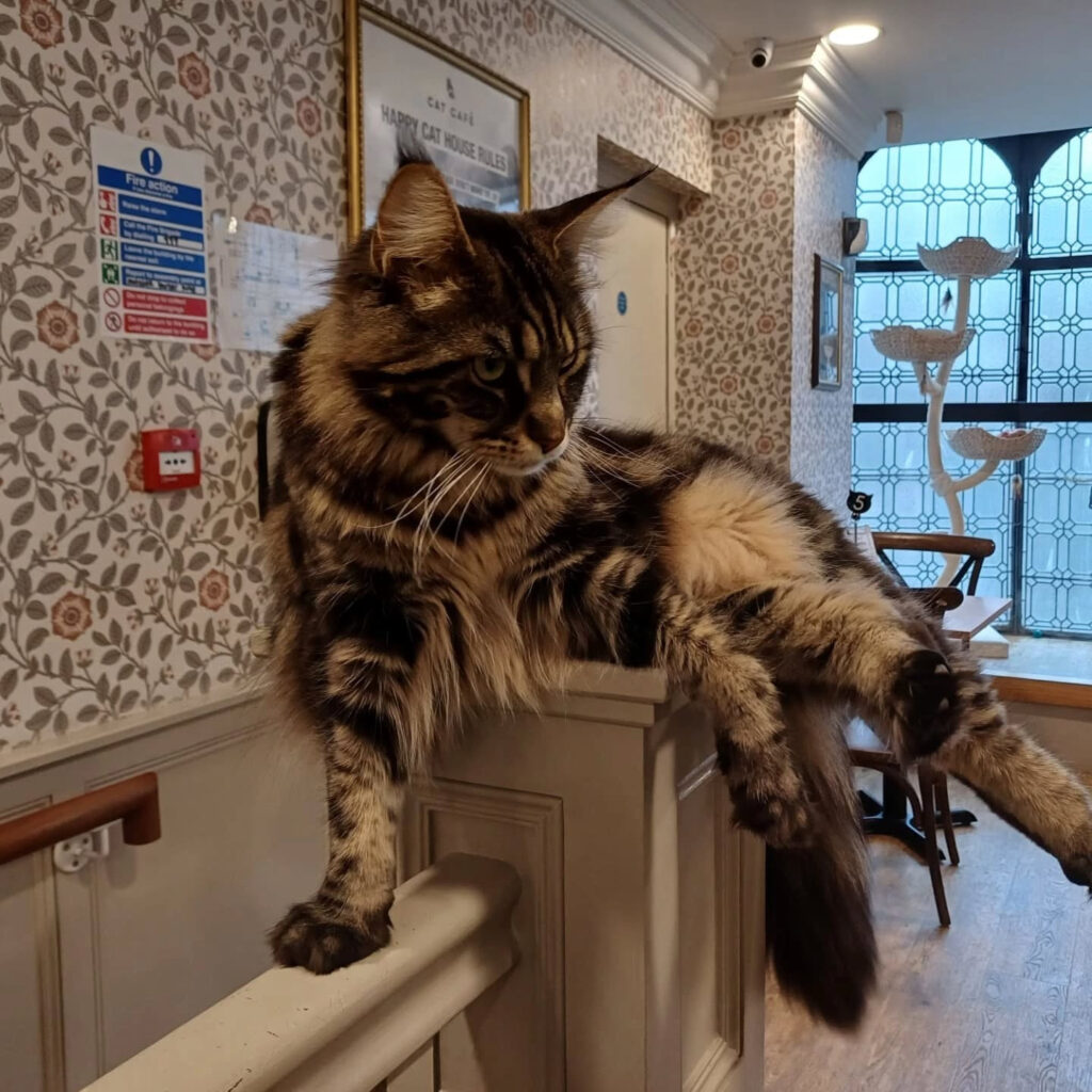 Discover Purr-fect Company at Cat Cafe Liverpool