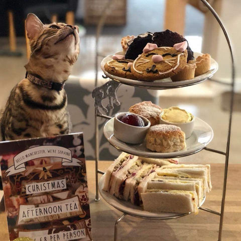 Discover Purr-fect Company at Cat Cafe Liverpool