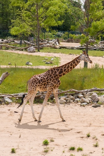 Meet Kris: The Rare Young Giraffe Arriving at Chester Zoo on a Vital Conservation Mission