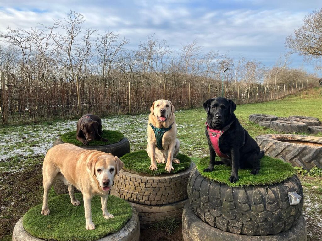 Give your dog space to run free at Zoomies Zone Liverpool