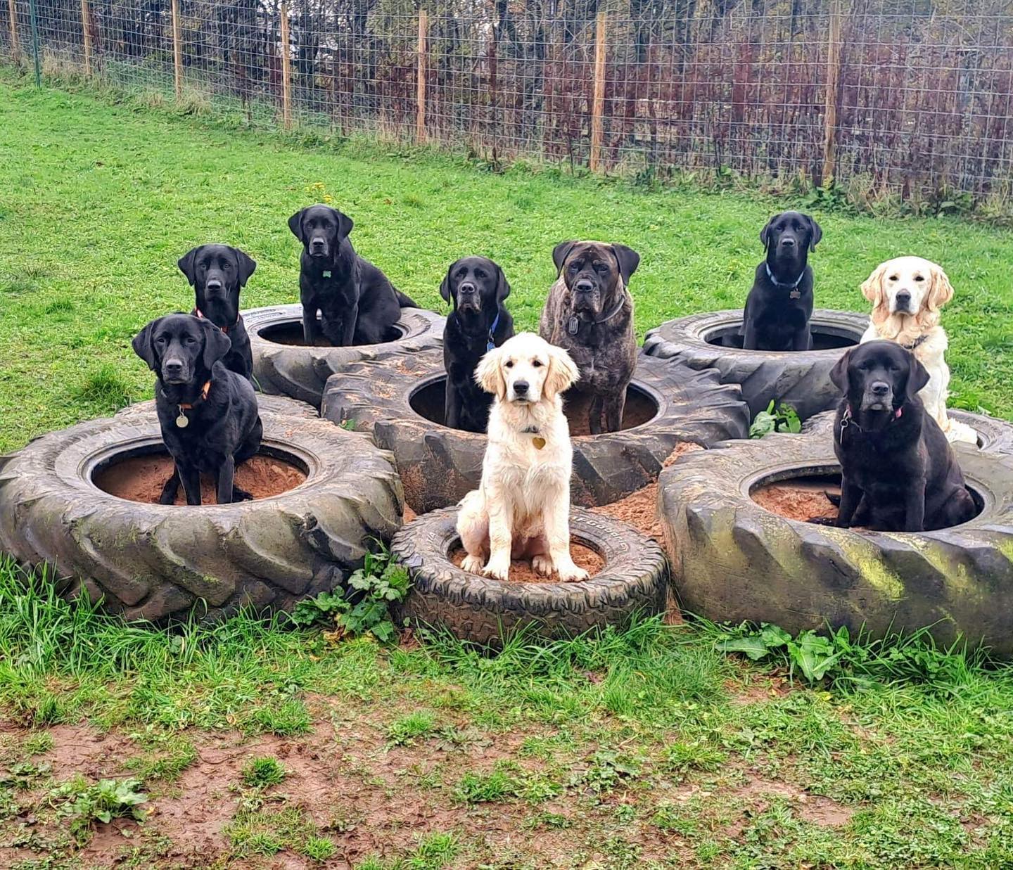 Give your dog space to run free at Zoomies Zone Liverpool