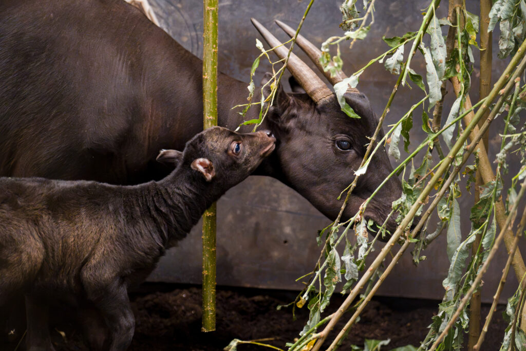 Rare baby anoa born at Chester Zoo takes first steps outdoors