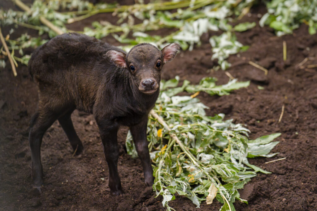 Rare baby anoa born at Chester Zoo takes first steps outdoors