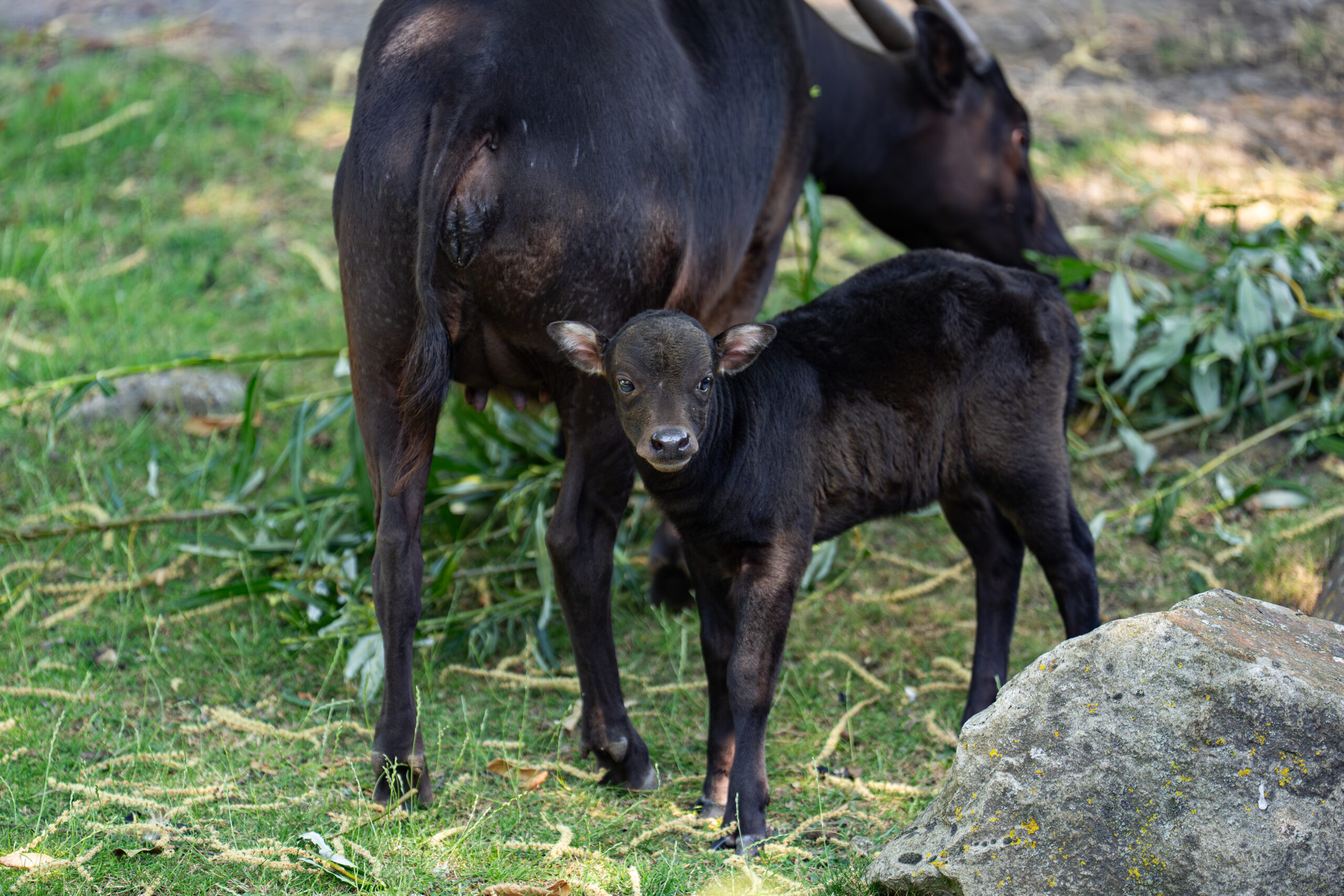 Rare baby anoa born at Chester Zoo takes first steps outdoors