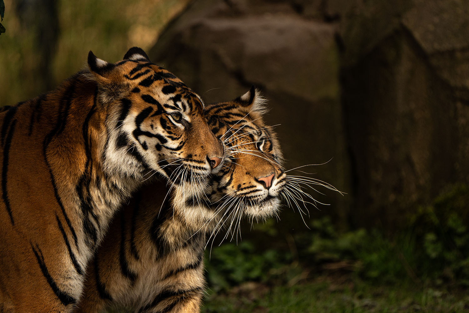 Chester Zoo launches 5,000-mile challenge to protect tigers