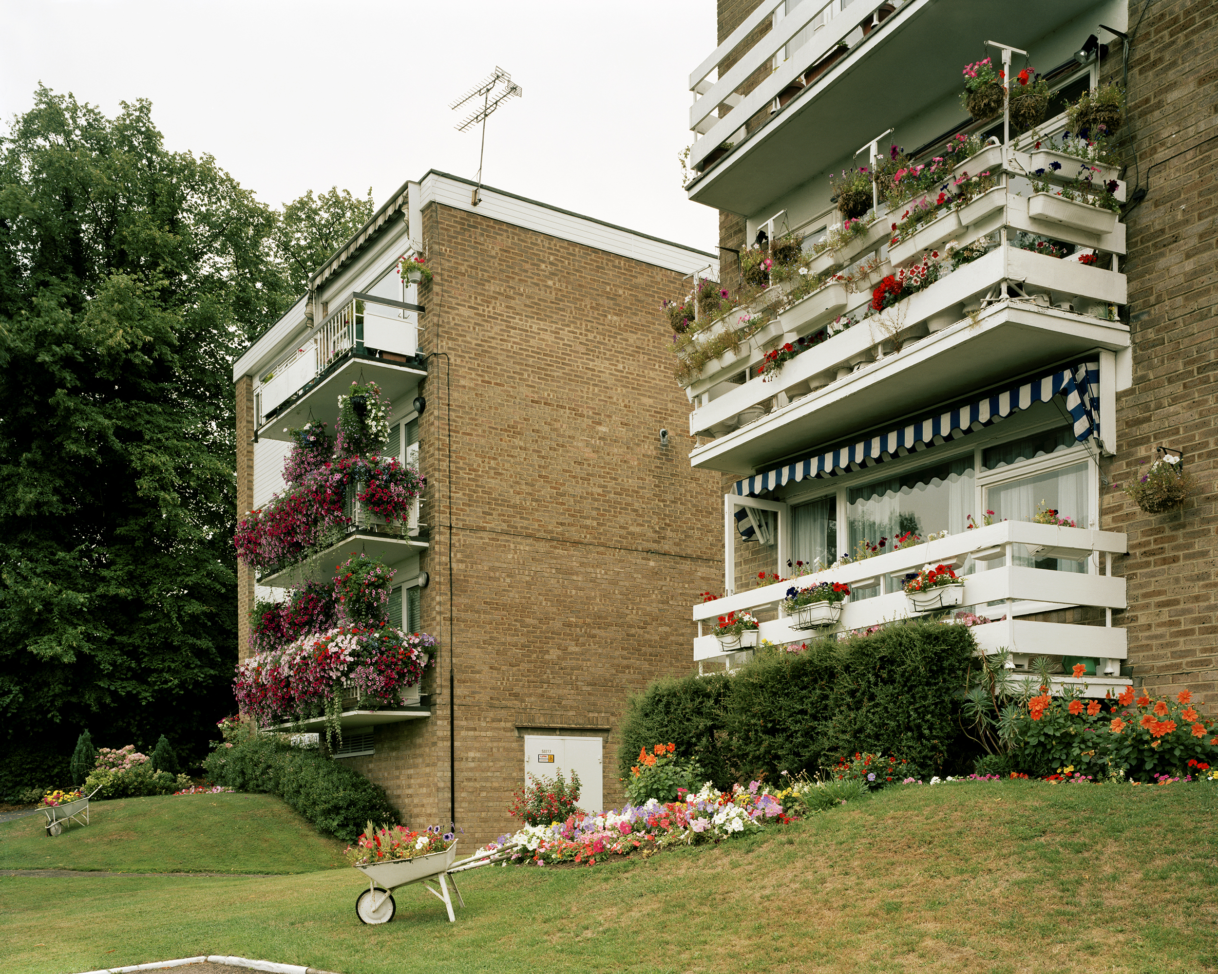 Open Eye Gallery explores gardens and ‘perfect’ flowers in new exhibitions