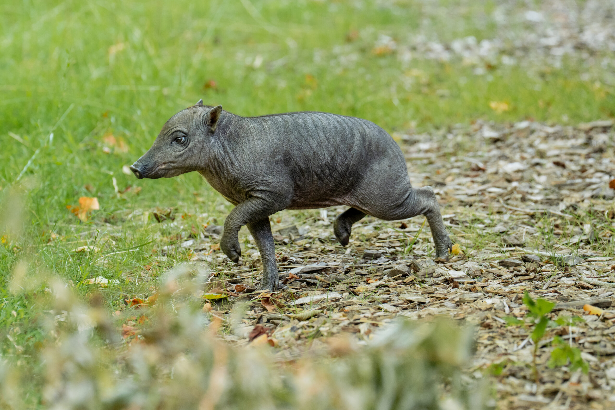 Rare babirusa piglet born at Chester Zoo as species faces extinction threat