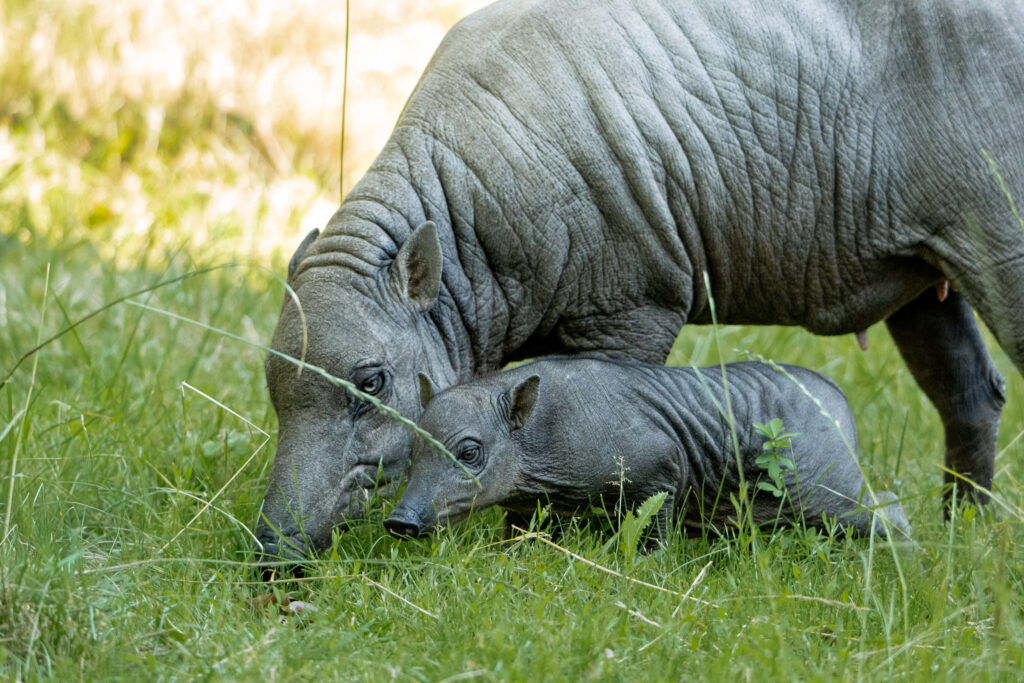 Rare babirusa piglet born at Chester Zoo as species faces extinction threat
