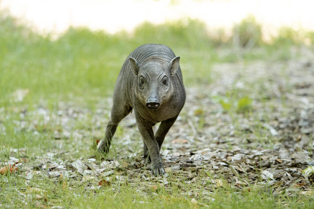 Rare babirusa piglet born at Chester Zoo as species faces extinction threat