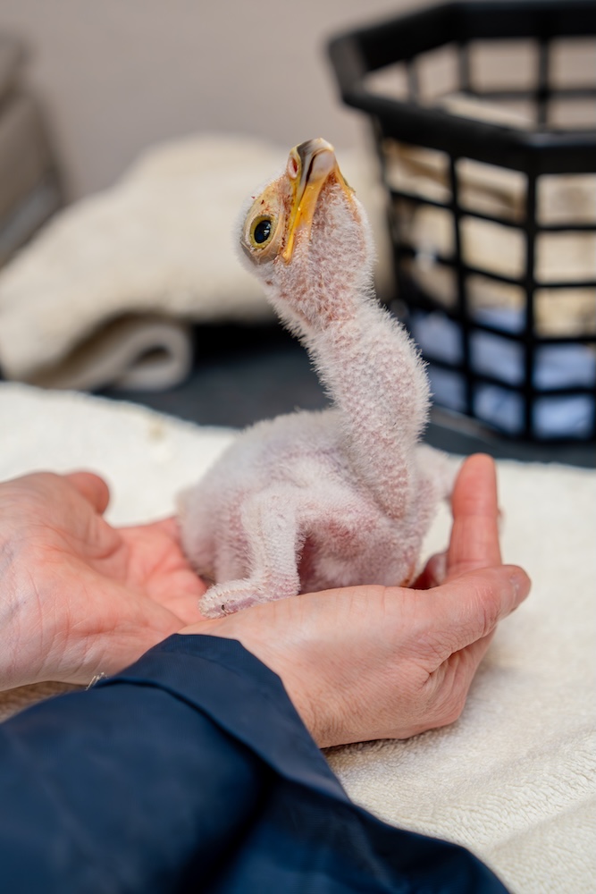 Five secretarybird chicks hatch at Chester Zoo in historic breeding first