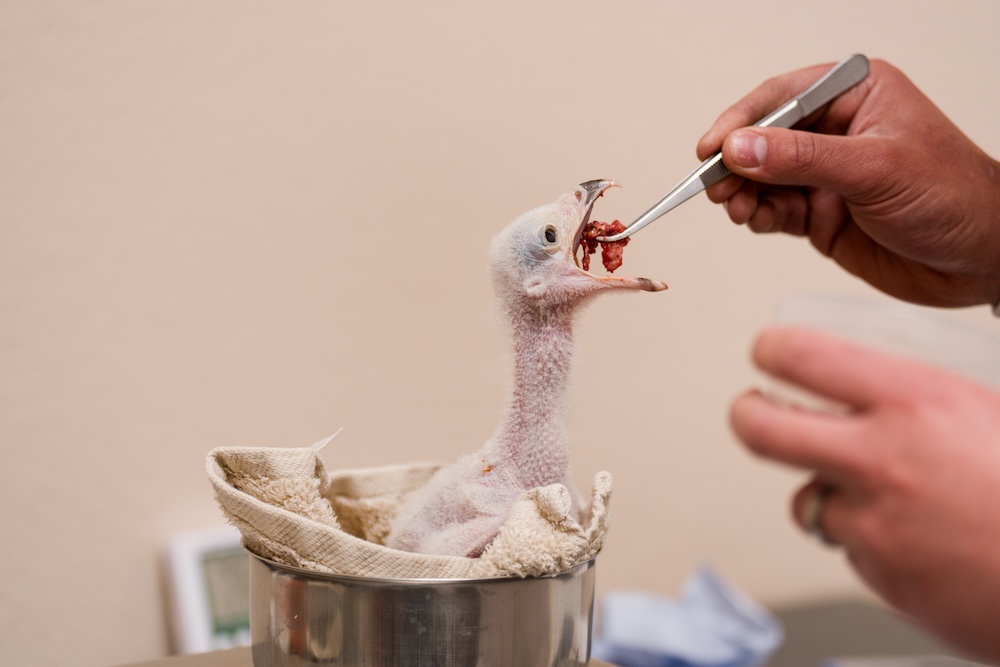 Five secretarybird chicks hatch at Chester Zoo in historic breeding first