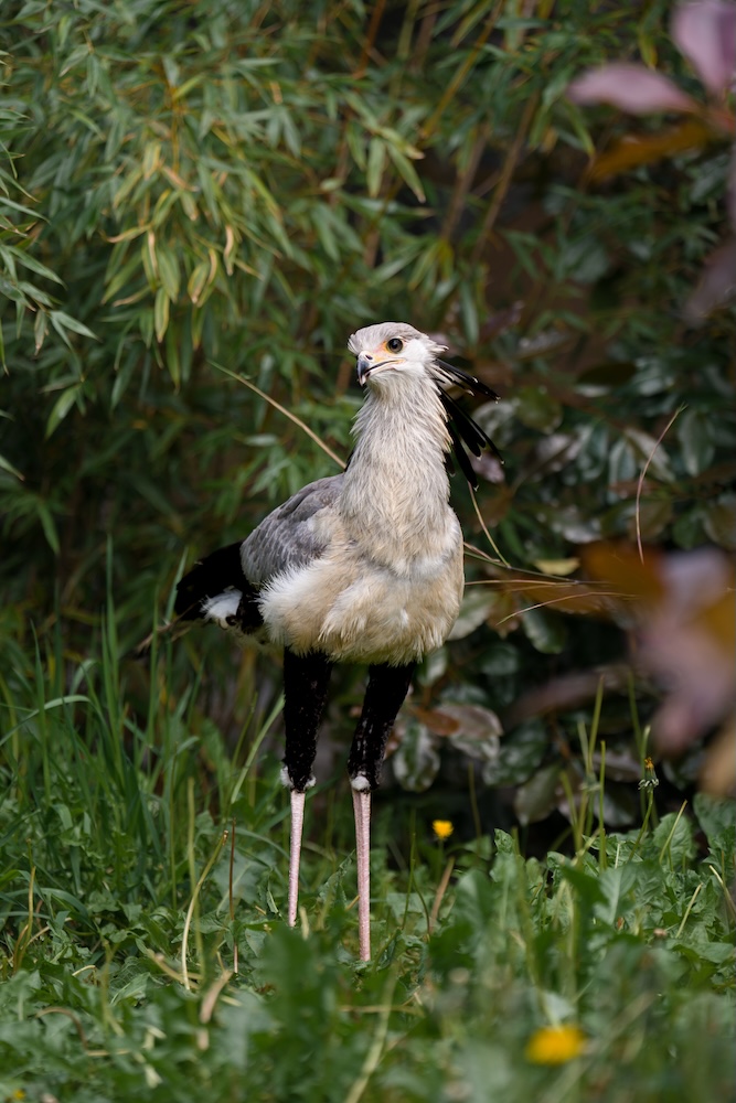 Five secretarybird chicks hatch at Chester Zoo in historic breeding first