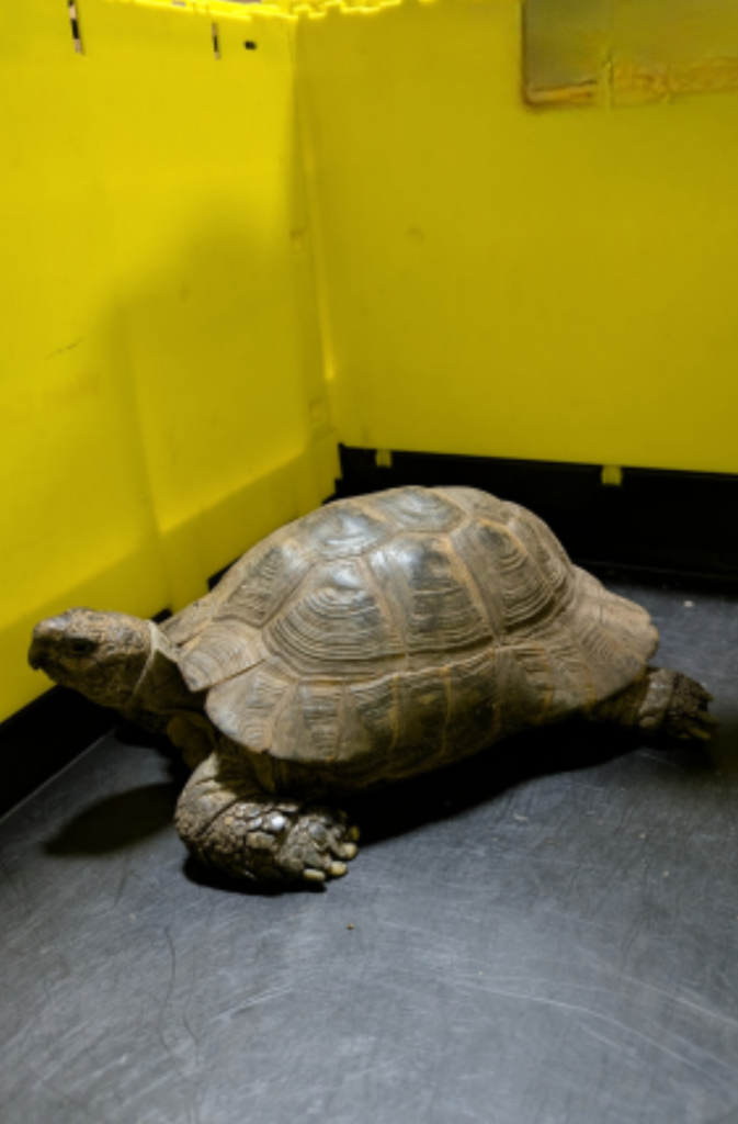 Tortoise brings West Coast Main Line trains to a crawl at Runcorn