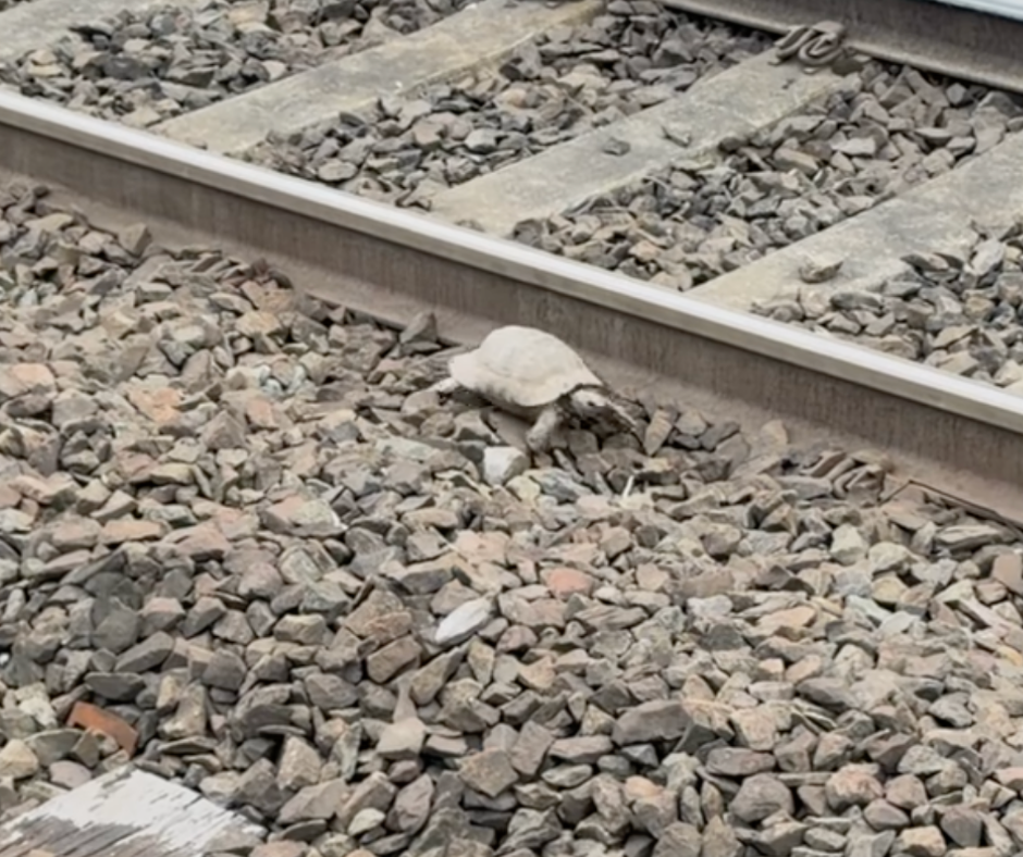 Tortoise brings West Coast Main Line trains to a crawl at Runcorn