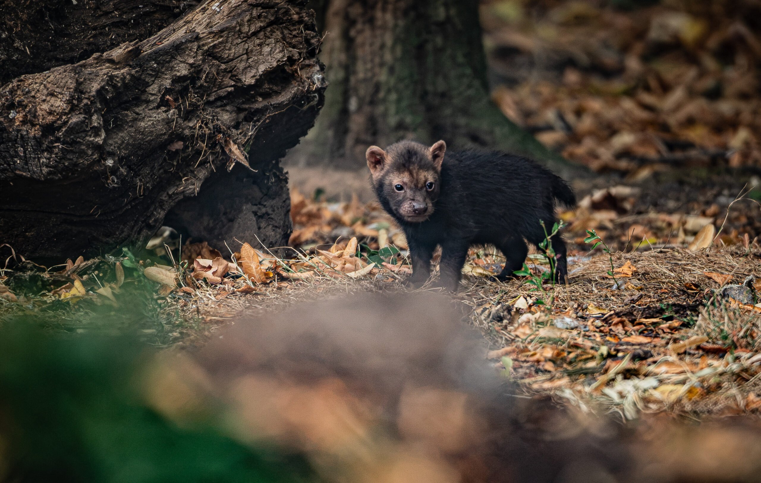 Tiny rare pups born at Chester Zoo weighed the same as a can of sardines