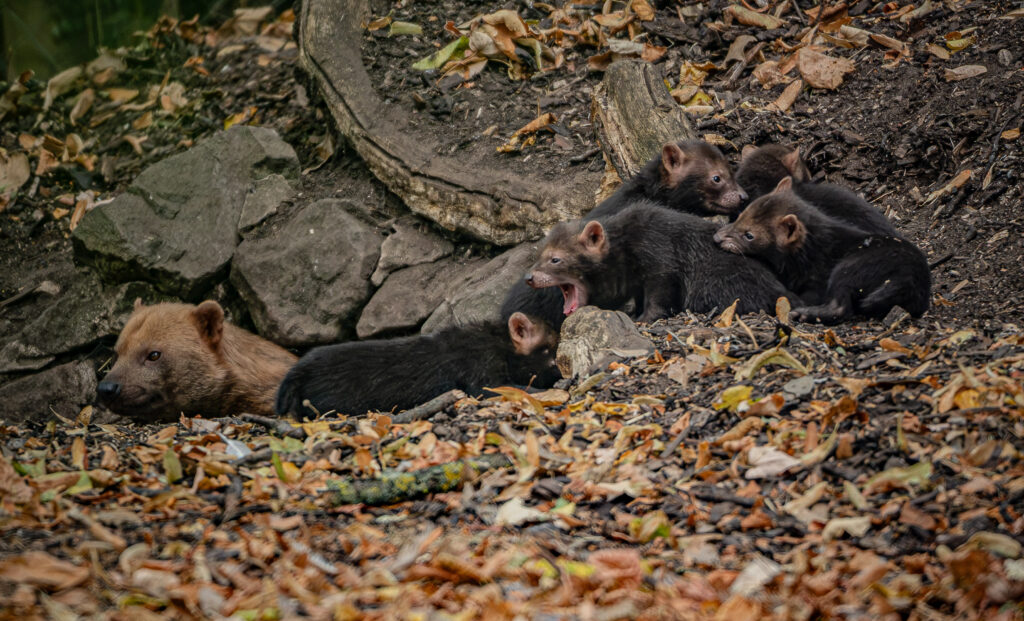 Tiny rare pups born at Chester Zoo weighed the same as a can of sardines