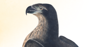 New Exhibition At Liverpool Central Library Celebrates 200 Years Of The Birds Of America